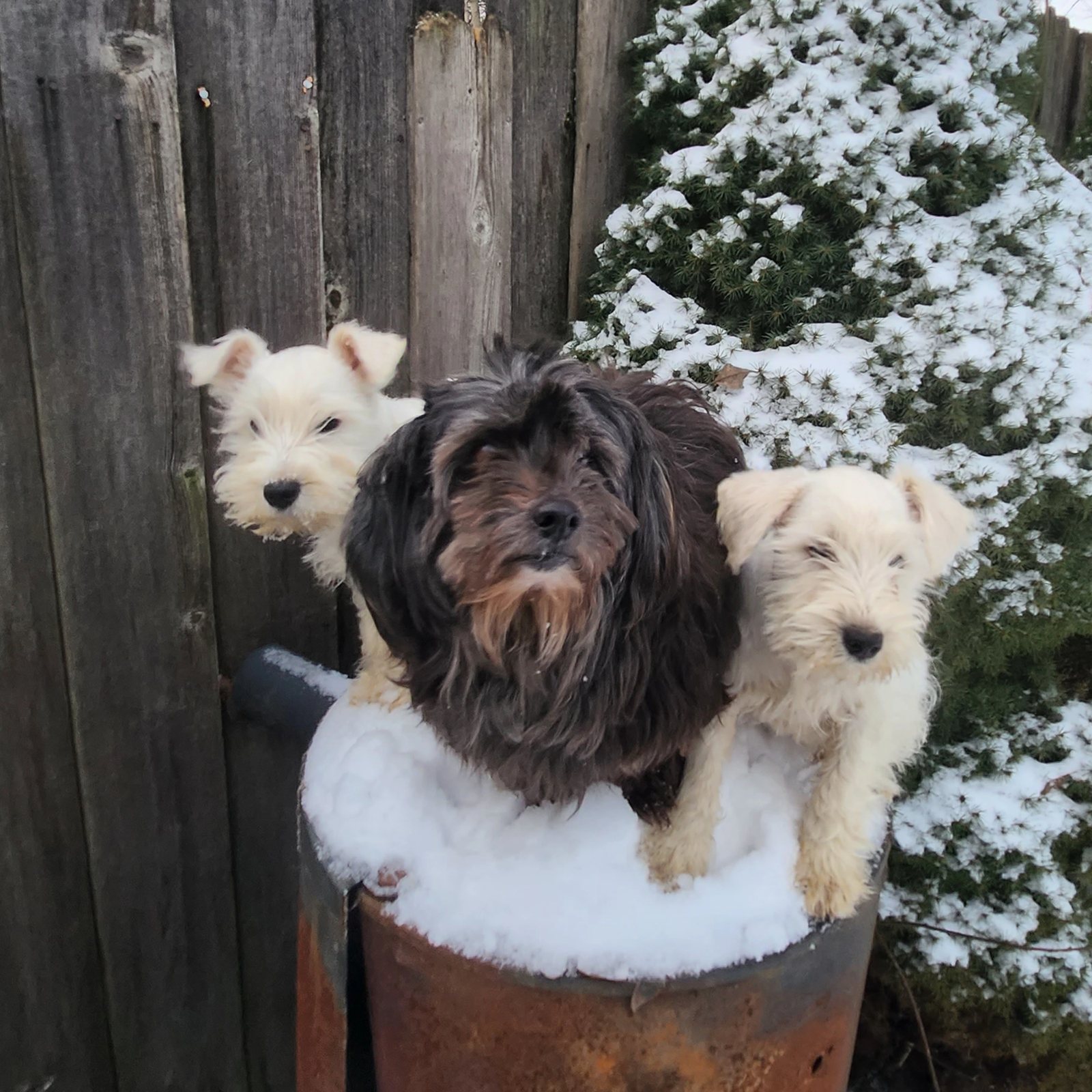 Xolotl, Cosito and Tlaloc crowded together on a snowy barrel.