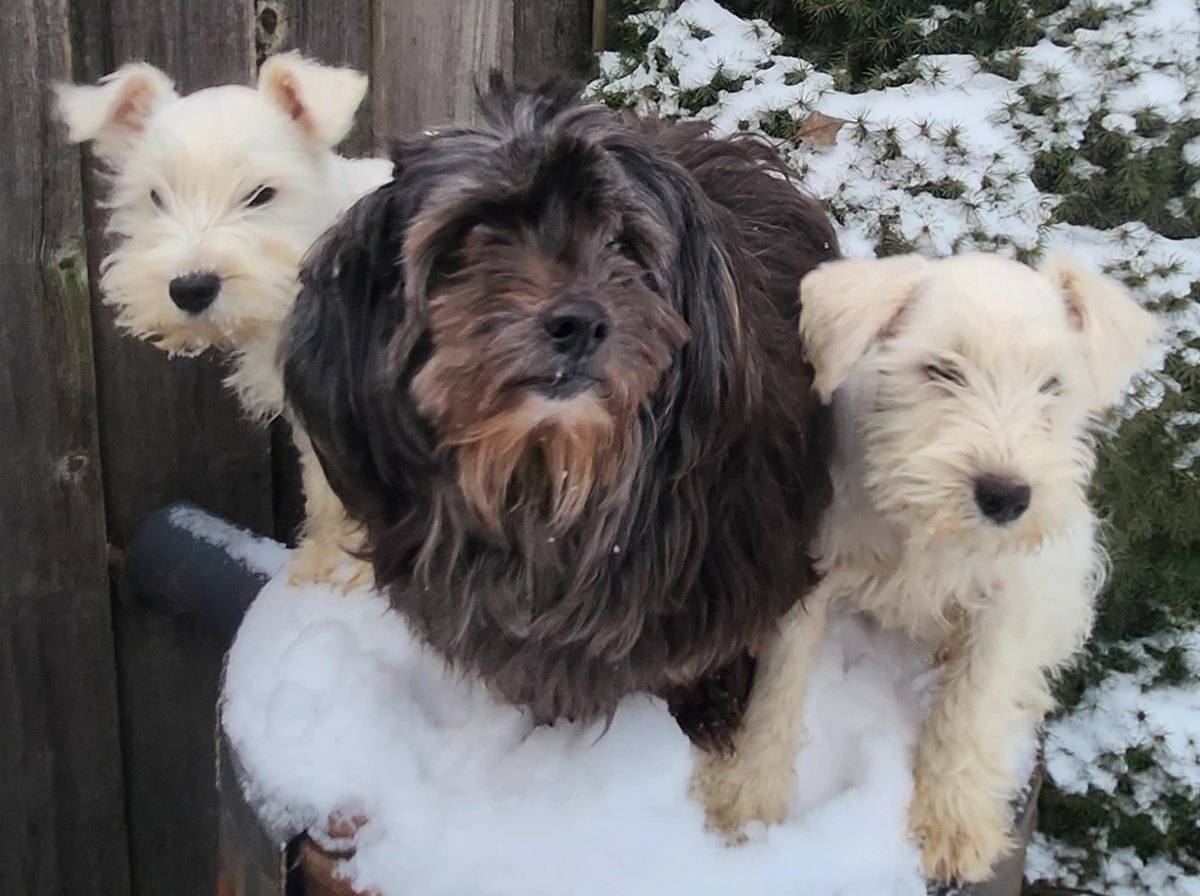 Three small dogs crowded together on a snowy barrel.