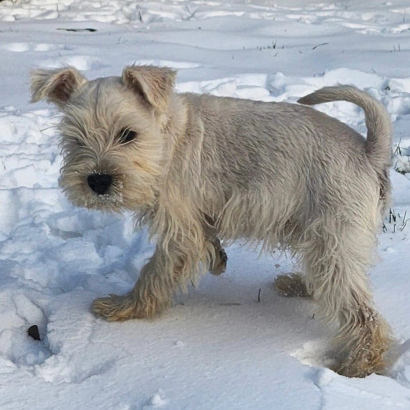 Tlaloc standing in fresh snow.