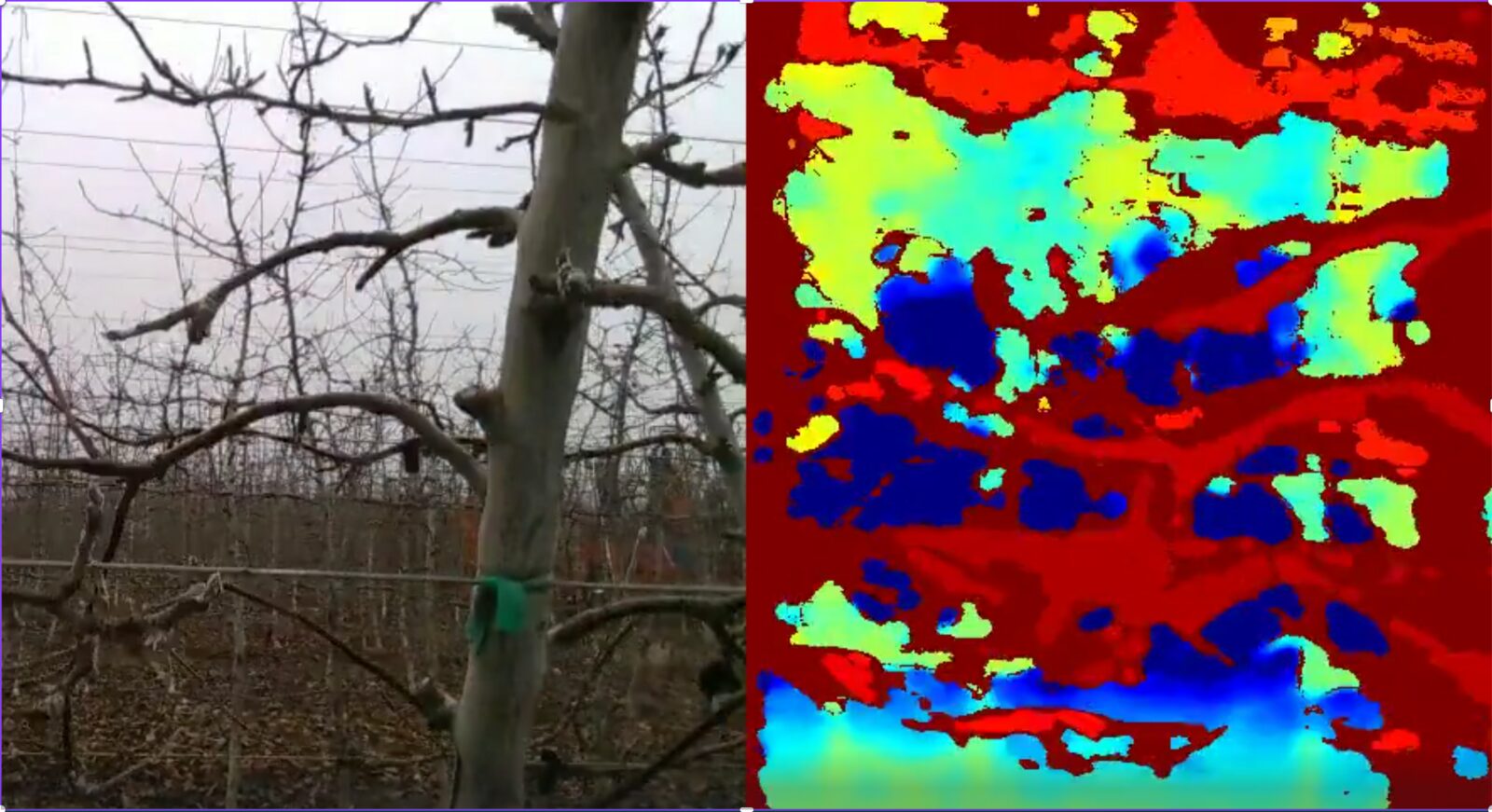 Real orchard photo beside a noisy sensor depth map where branch structure is lost in blocky colour.